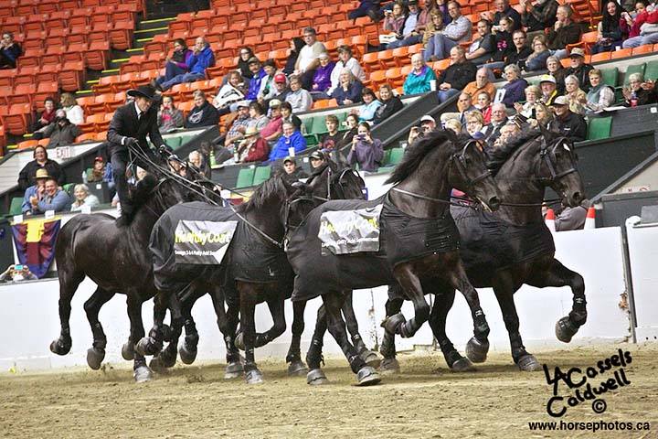 Percheron Thunder Driven By Jason Goodman